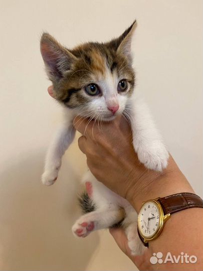 Кошка в добрые руки