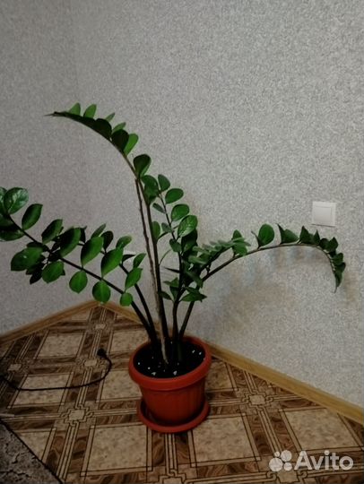 Замиокулькас