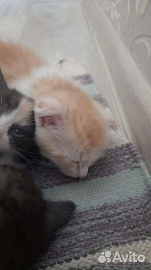 Котята в добрые руки