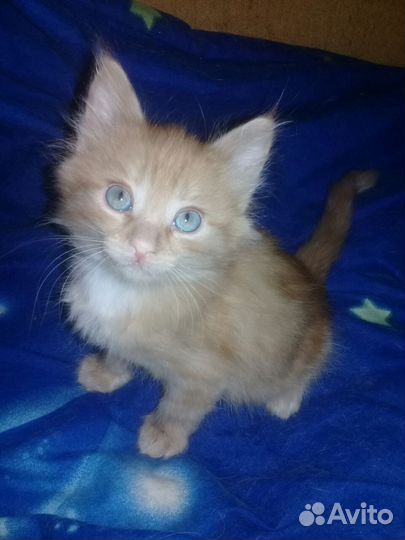 Сибирские пушистики