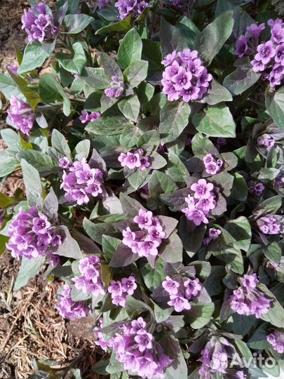 Цветы для сада