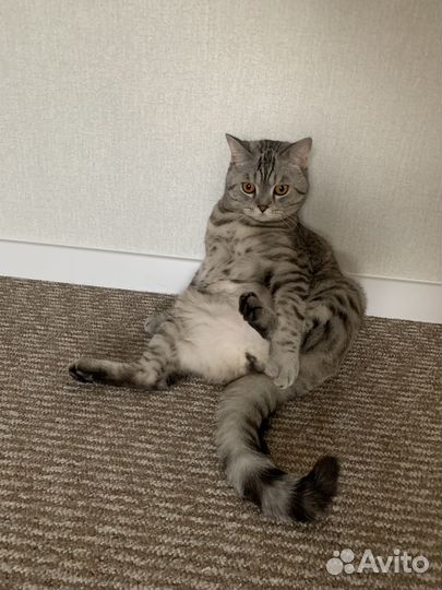 Шотладские коты
