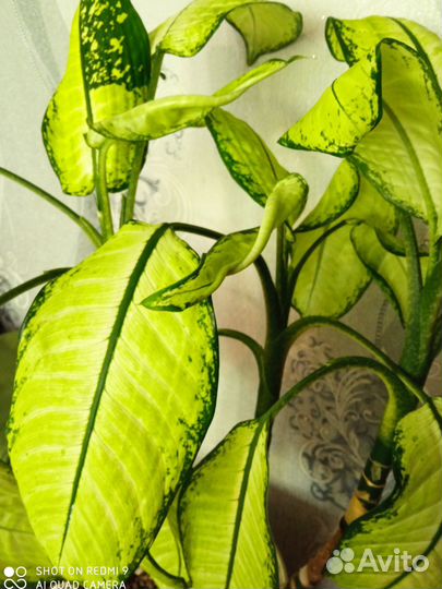 Диффенбахия