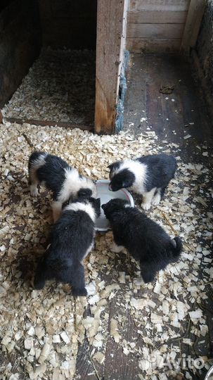 Щенки русско европейской лайки