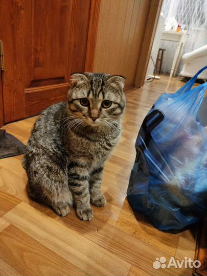 Домашние животные бесплатно кошки