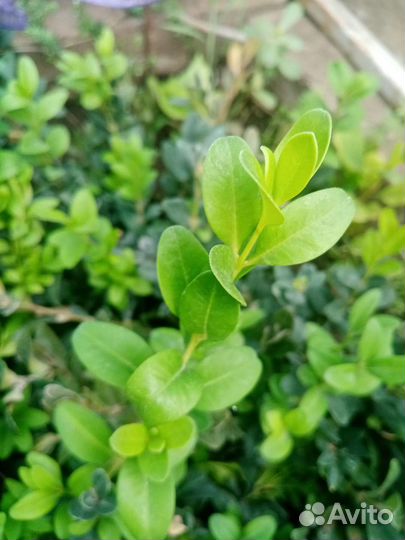 Саженцы самшита