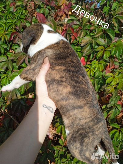 Щенки амстаффа