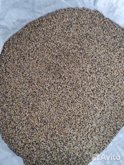 Семена пшеницы в Белорецком районе