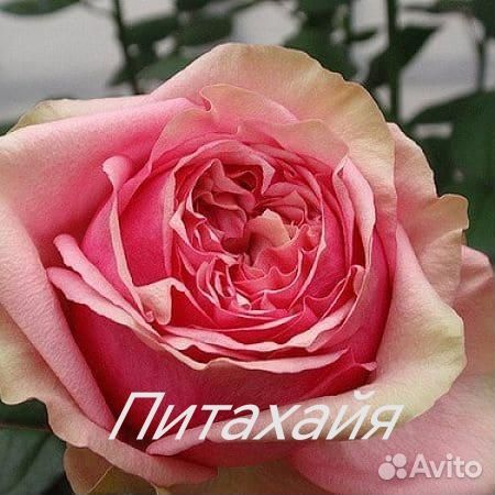 Розы привитые саженцы