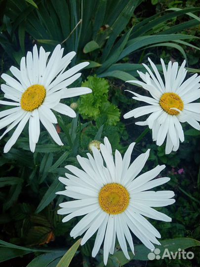 Очиток, папортник и многое другое