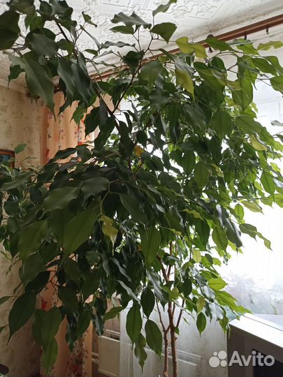 Фикус бенджамина