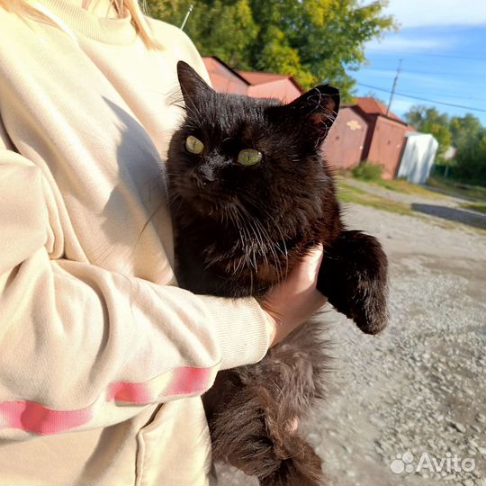 Кот молодой