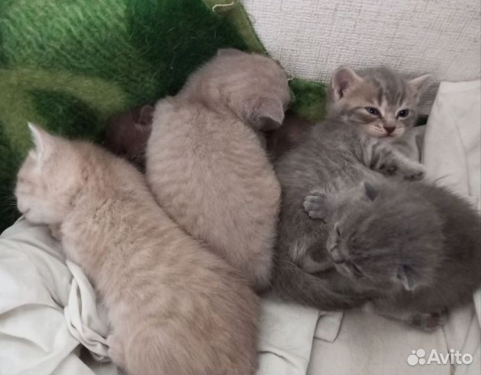 Шотландские котята