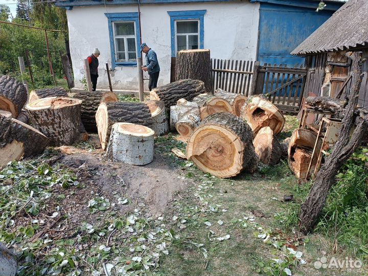 Спил деревьев