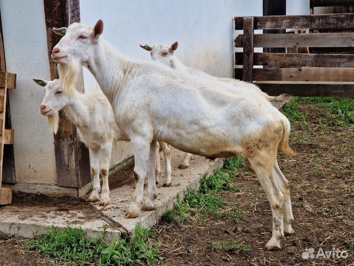 Козел зааненский, Баран Куйбышевской породы
