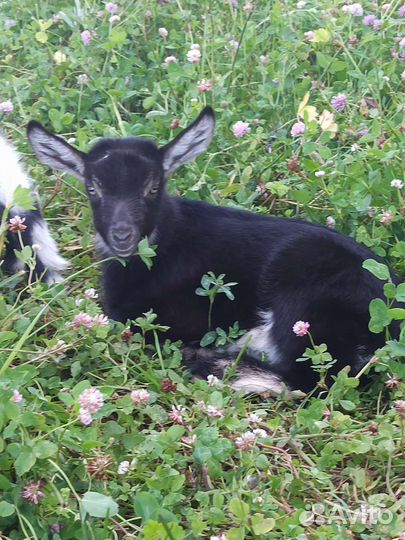 Альпийский козлик