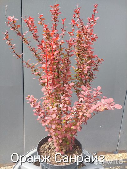 Барбарисы 5 видов