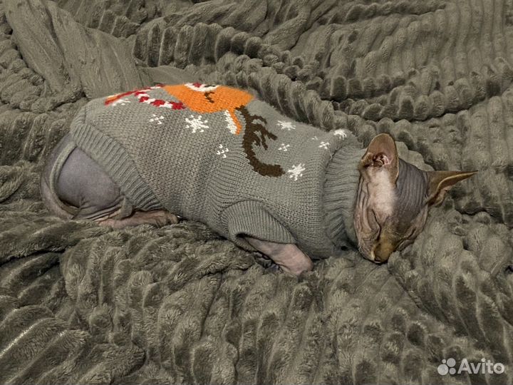 Шикарный канадец для вашей кошечки