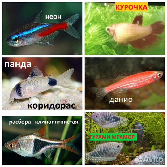Рыбки.Растения