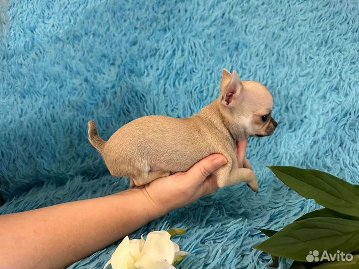 Щенки чихуахуа мини братики