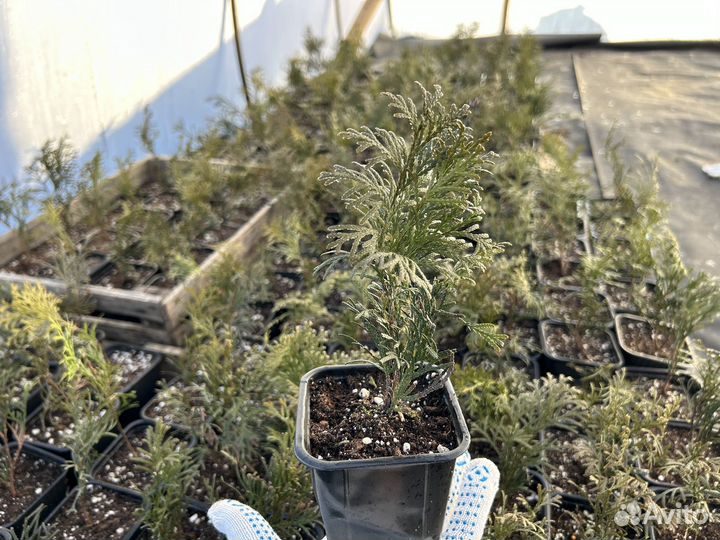 Туя западная Смарагд