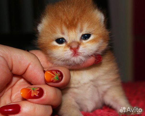 Котята британские золотые шиншиллы