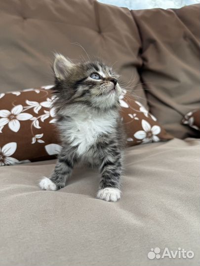 Котята