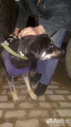 В дар собака Триша