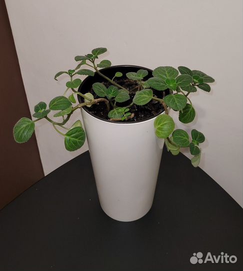 Плектрантус, домашняя мята