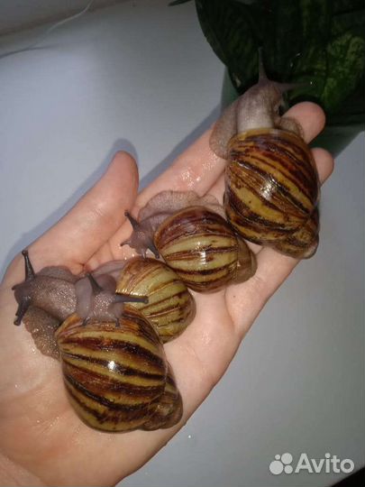 Улитки архахатины