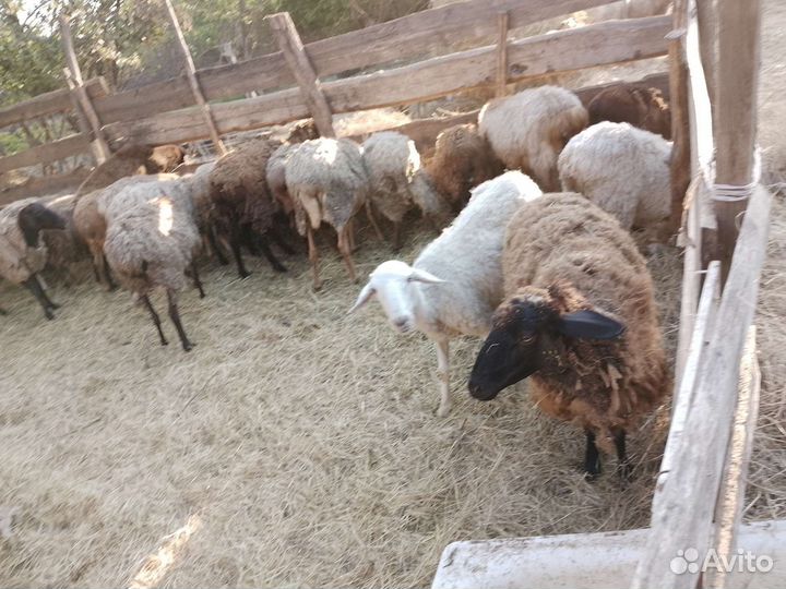 Овцы бараны