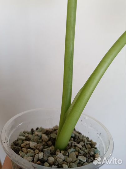 Алоказия Опал Бьюти