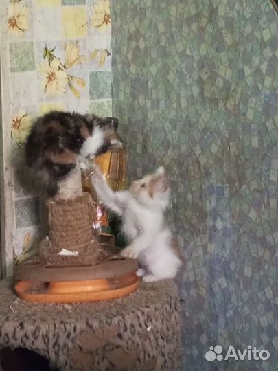 Котята Курильского бобтейла