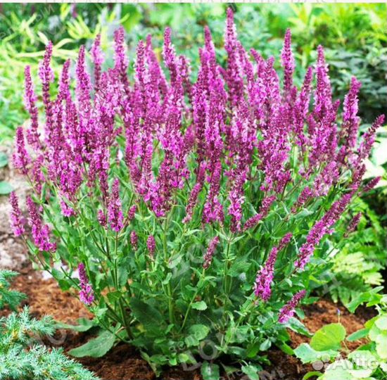 Цветы для сада,шалфей