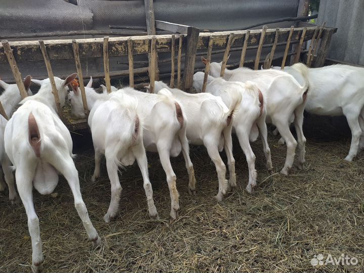 Козы и козлята