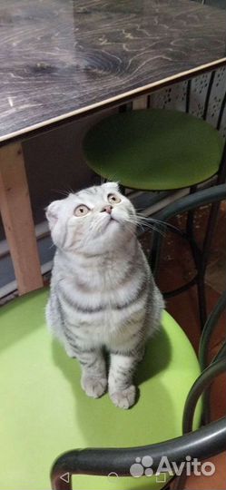 Шотландский кот вязка