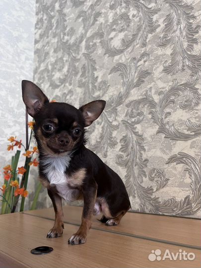 Вязка чихуахуа