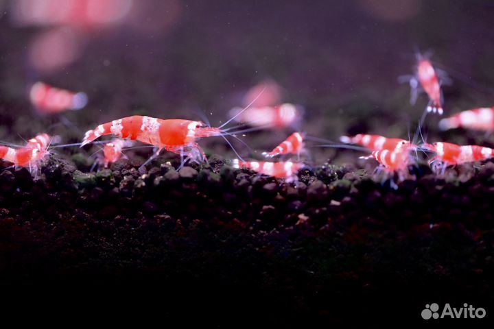 Креветки Красный кристалл