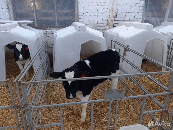 Телята, бычки, крс