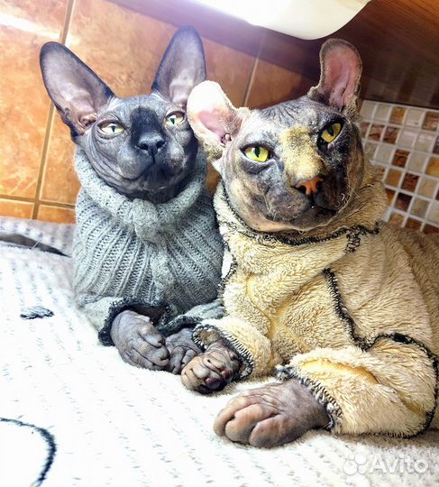 Сфинкс эльф (вязка)