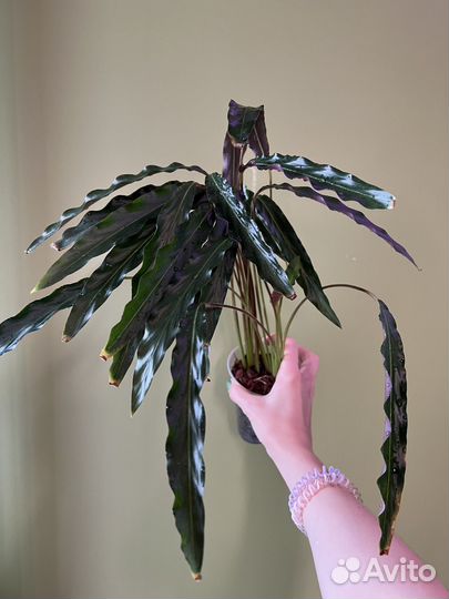 Калатея руфибарба