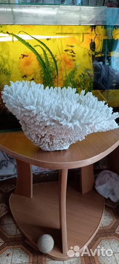 Корал морской