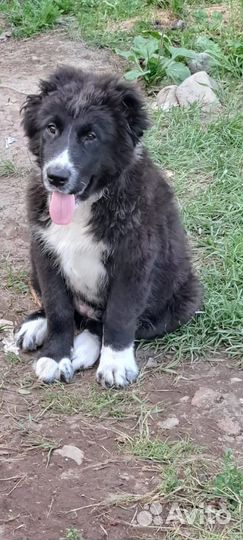 Продаются щенки сао