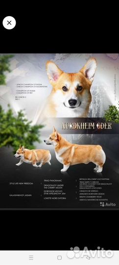 Корги для вязки