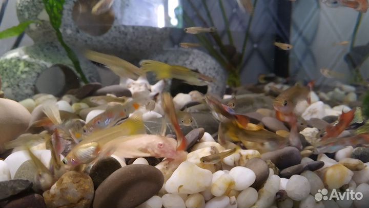 Гуппи. Аквариумные рыбки