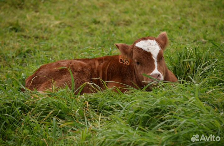 Бычки и телята