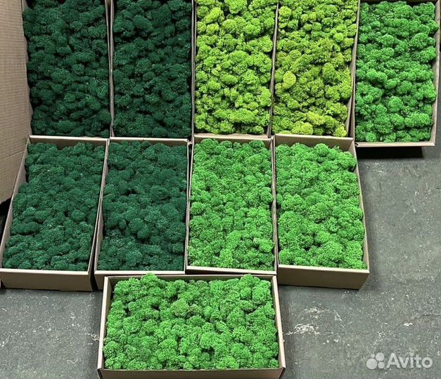 Стабилизированный мох картины. Стены