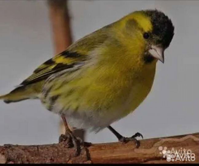 Певчие птицы