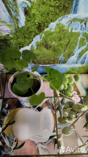 Пеларгония герань