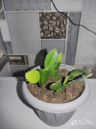 Декабрист шлюмбергера